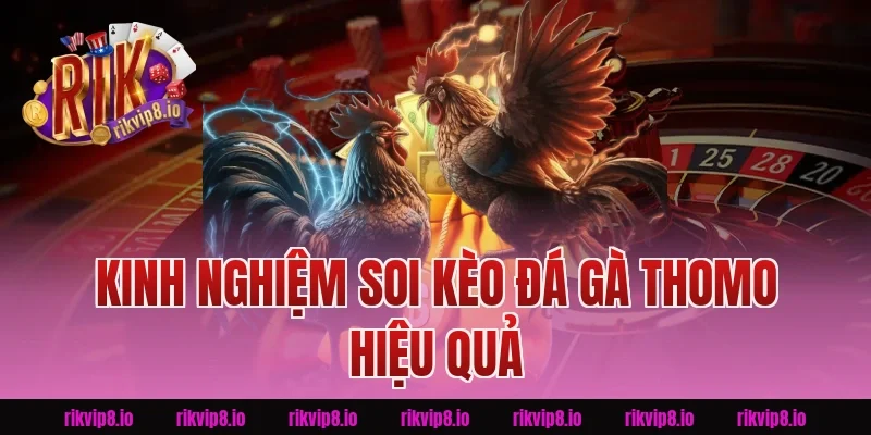 Kinh Nghiệm Soi Kèo Đá Gà Thomo Hiệu Quả